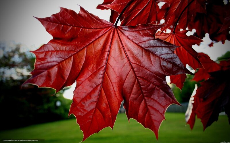 Red Maple Leaf — Dramatic, Autumn, Photograph, Tree