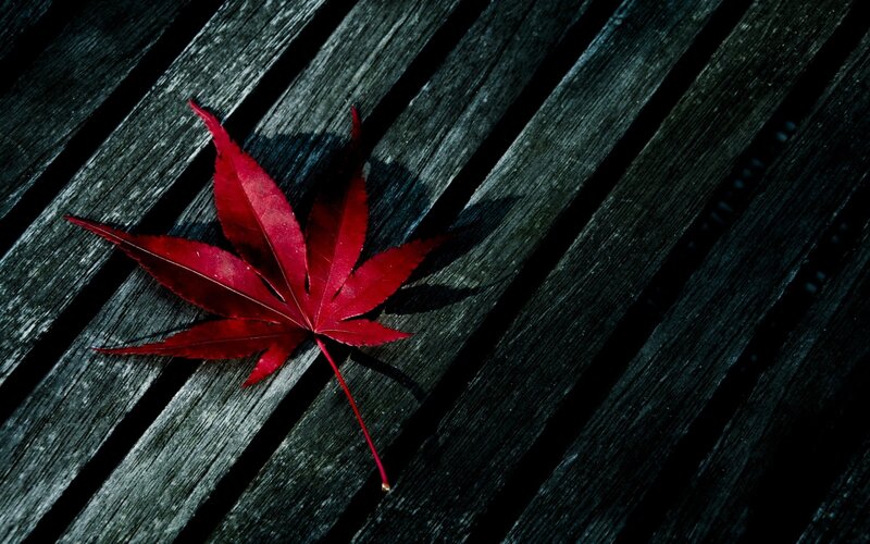Red Maple Leaf — Dramatic, Autumn, Photograph, Wooden Surface, Shadow