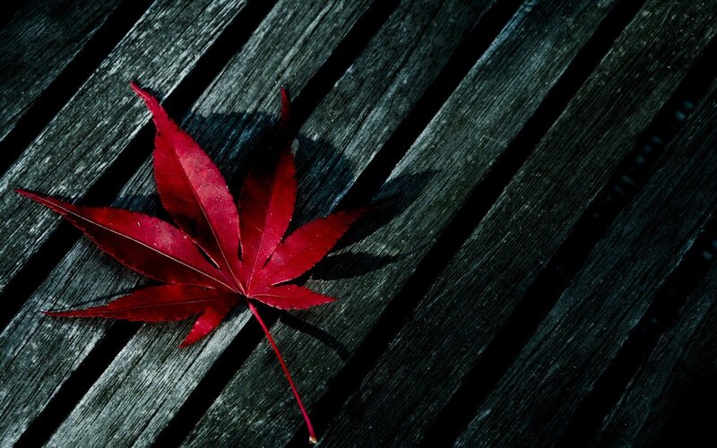 Red Maple Leaf — Dramatic, Autumn