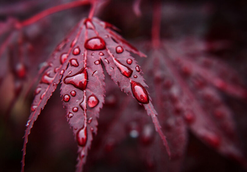 Red Maple Leaf — Dramatic, Photograph