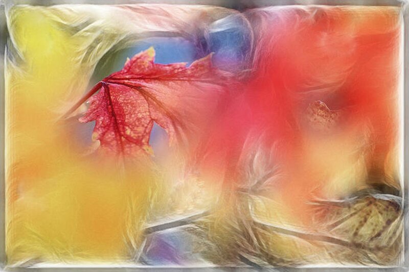 Red Maple Leaf — Dreamy