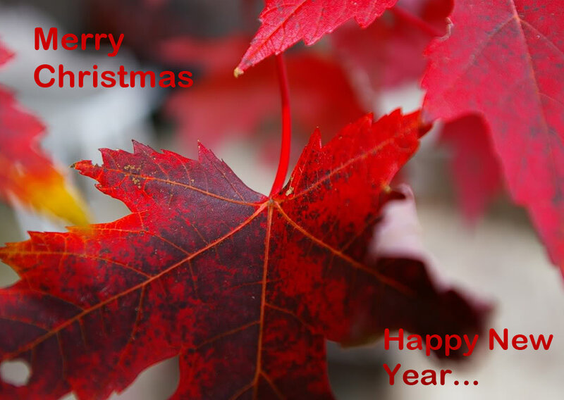 Red Maple Leaf — Festive