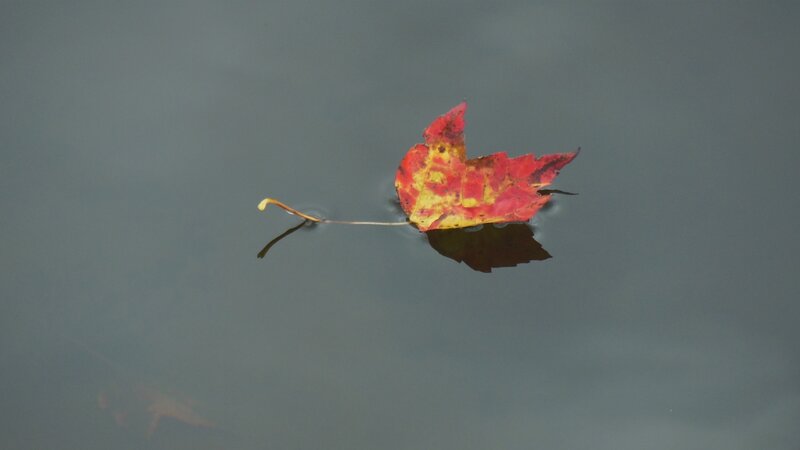 Red Maple Leaf Floating — Serene, Autumn