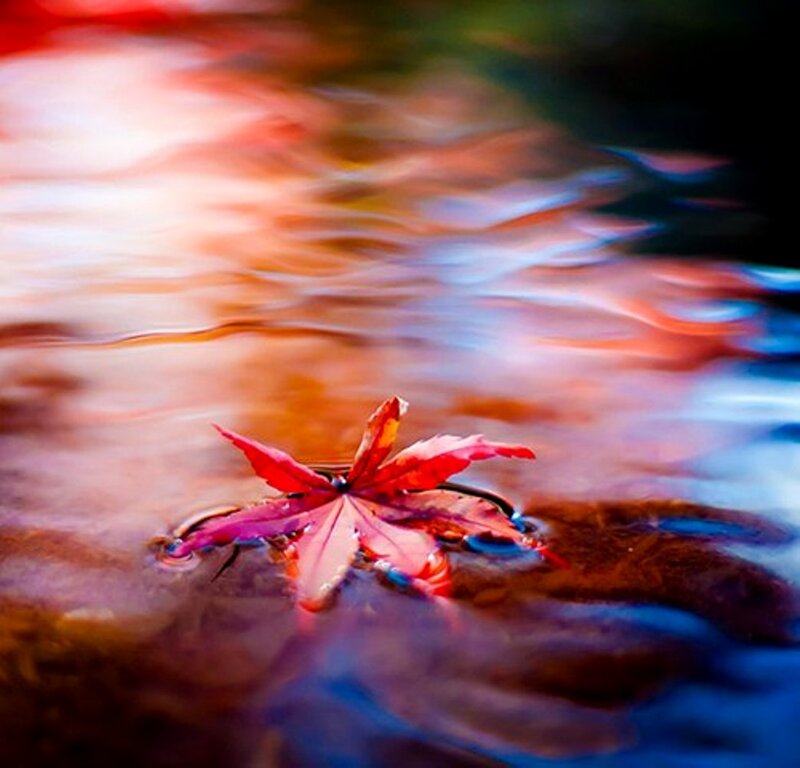 Red Maple Leaf Floating — Serene