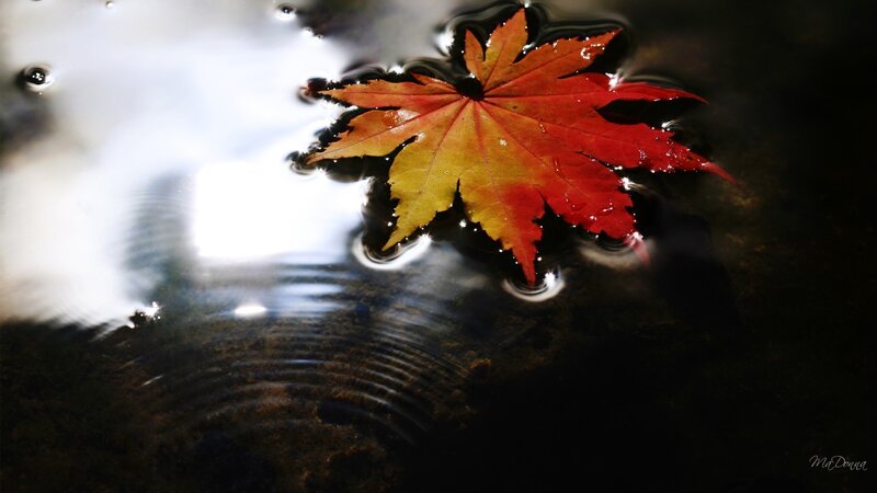 Red Maple Leaf Floating