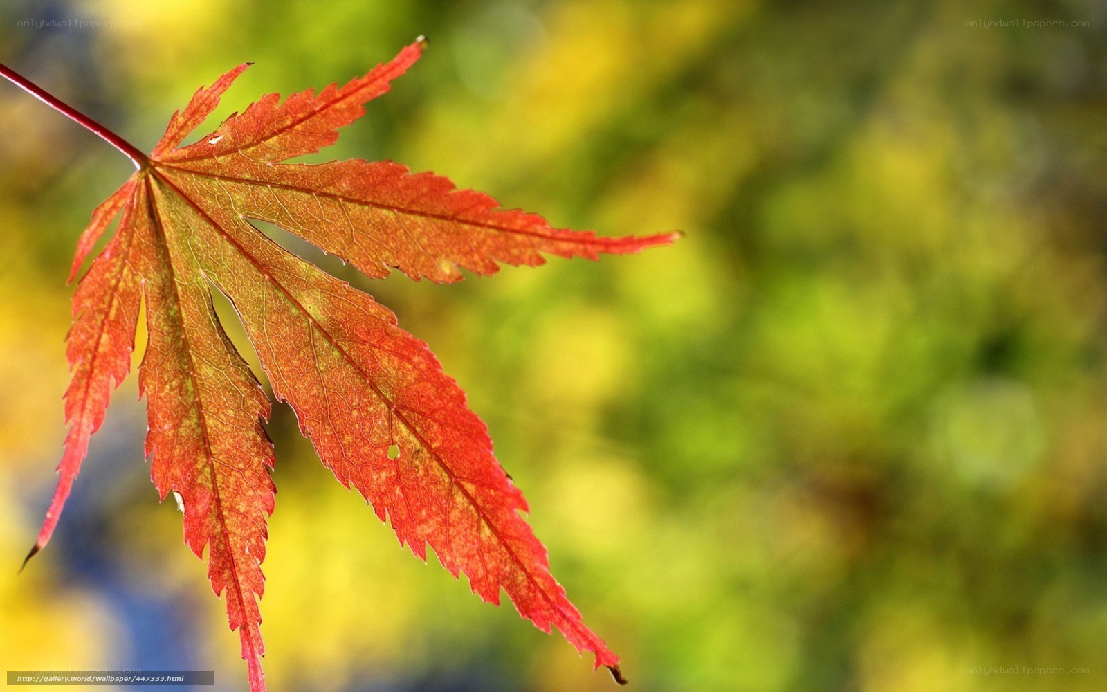 Red maple leaf in autumn