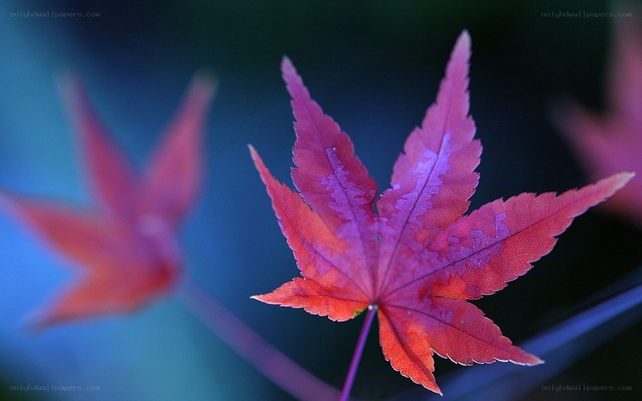 Red maple leaf in autumn