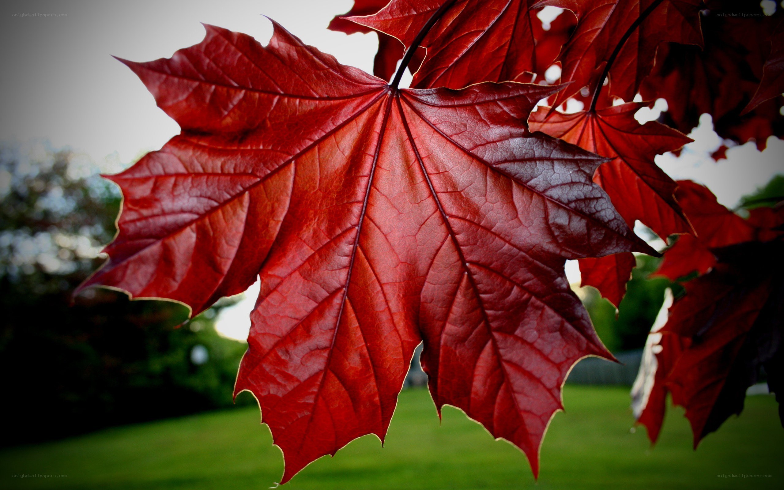 Red maple leaf in autumn