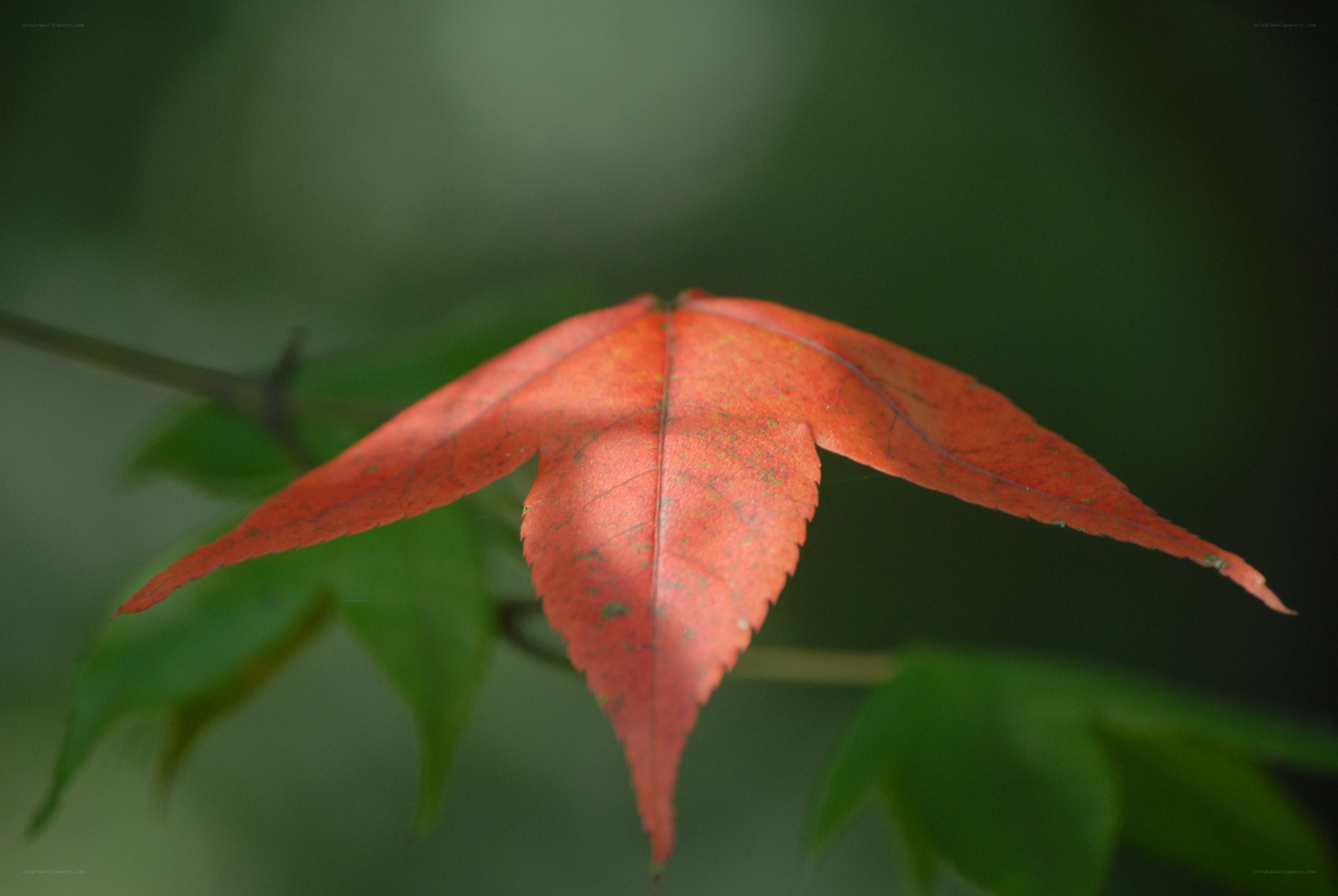 Red maple leaf in autumn
