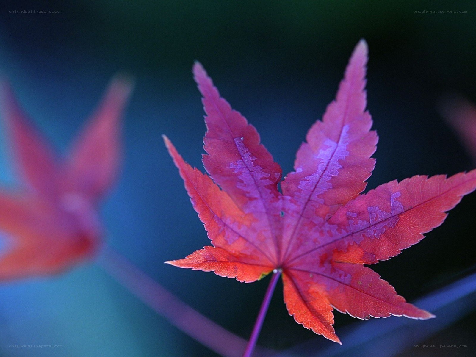 Red maple leaf in autumn