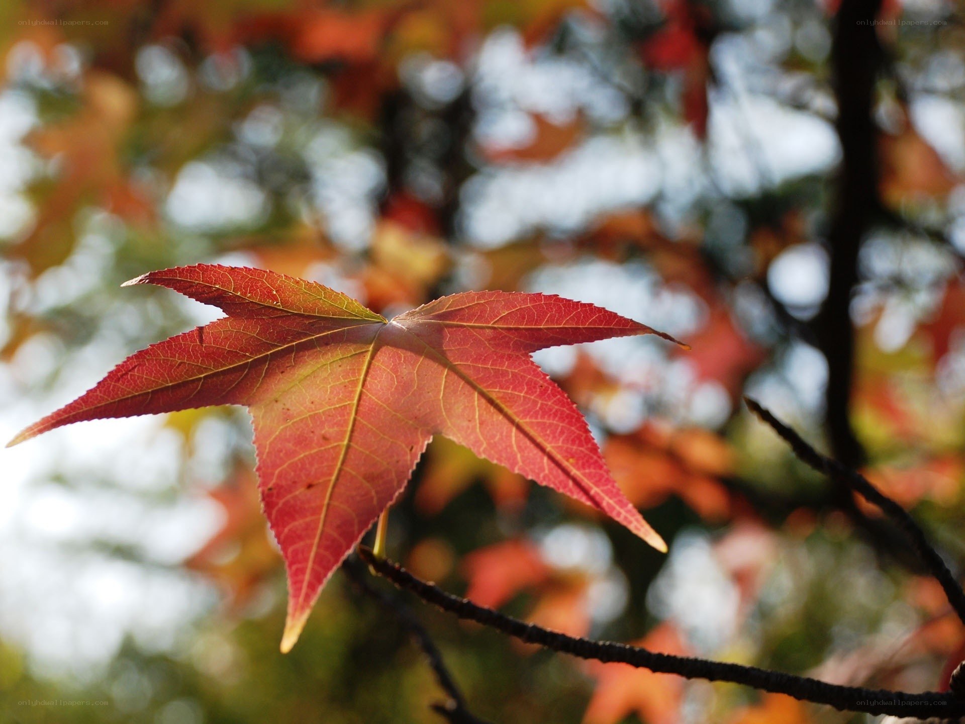 Red maple leaf in autumn