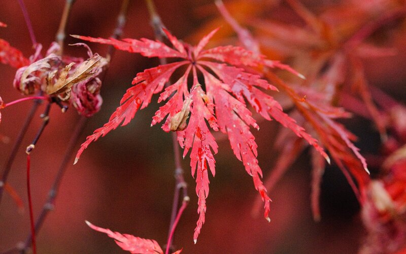 Red maple leaf in autumn