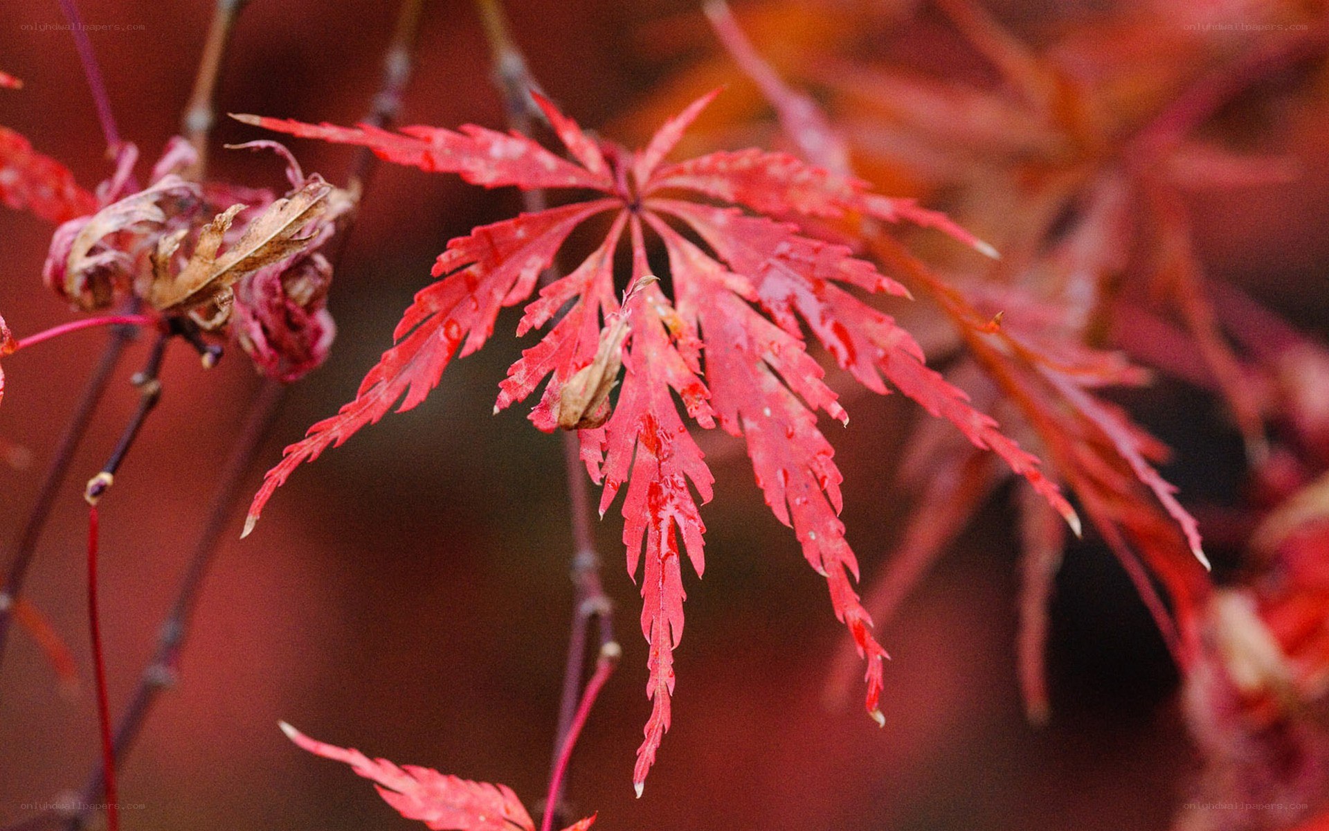 Red maple leaf in autumn