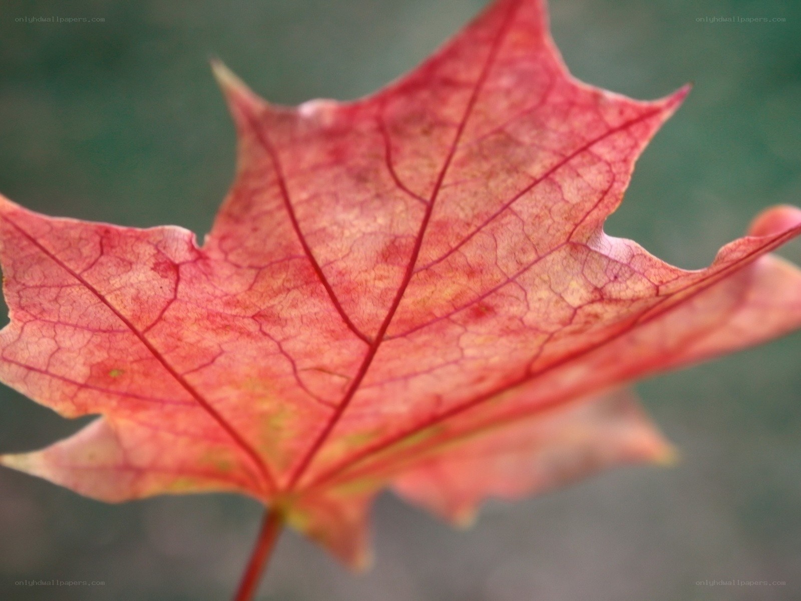 Red maple leaf in autumn