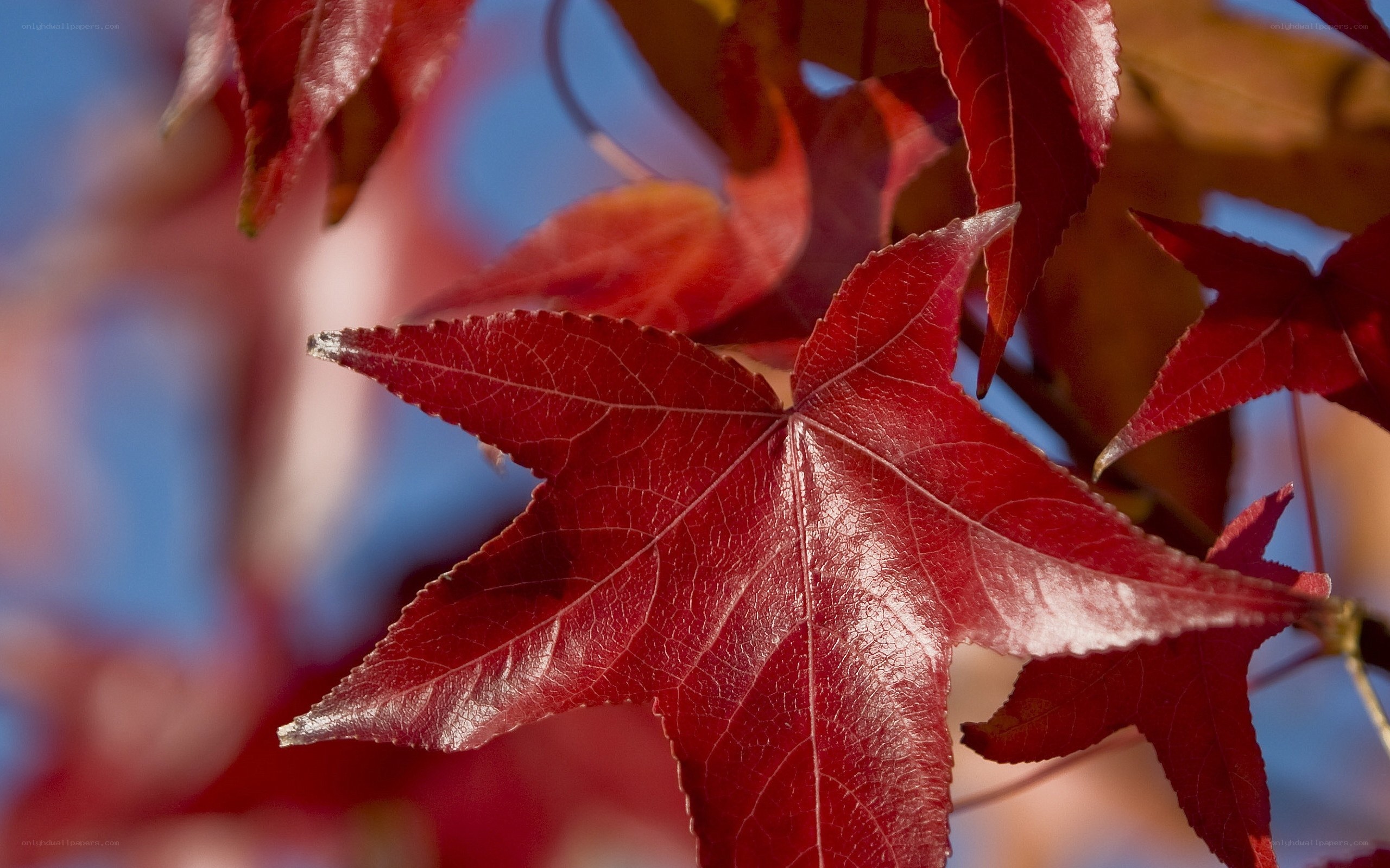 Red maple leaf in autumn