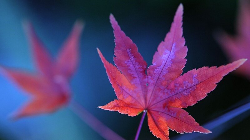 Red maple leaf in focus