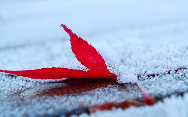Red Maple Leaf in Snow