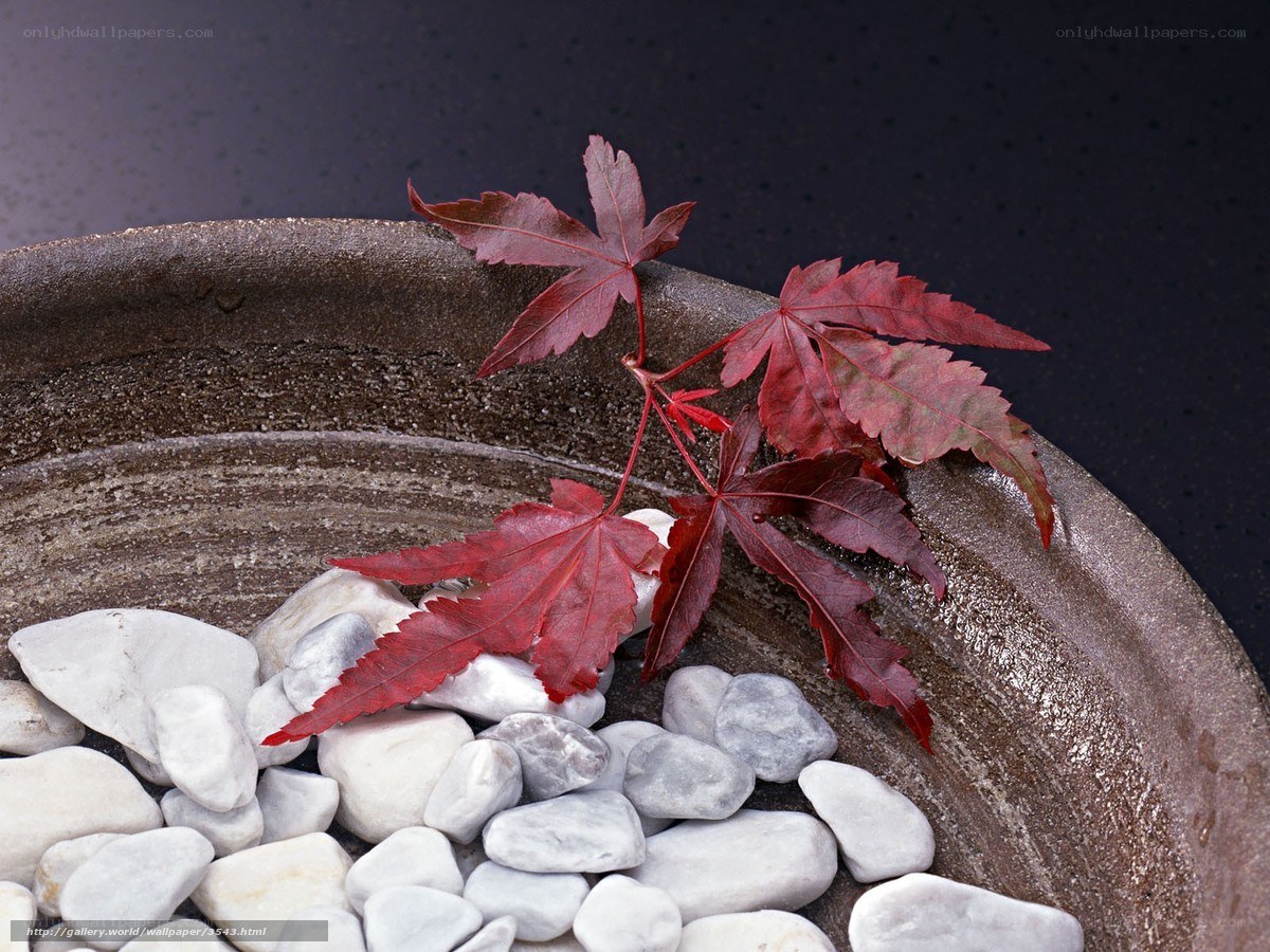 Red maple leaf in stone bowl