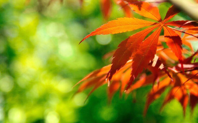 Red maple leaf in sunlight