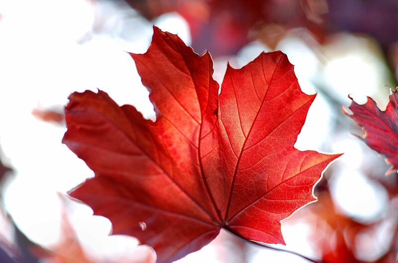 Red maple leaf in sunlight