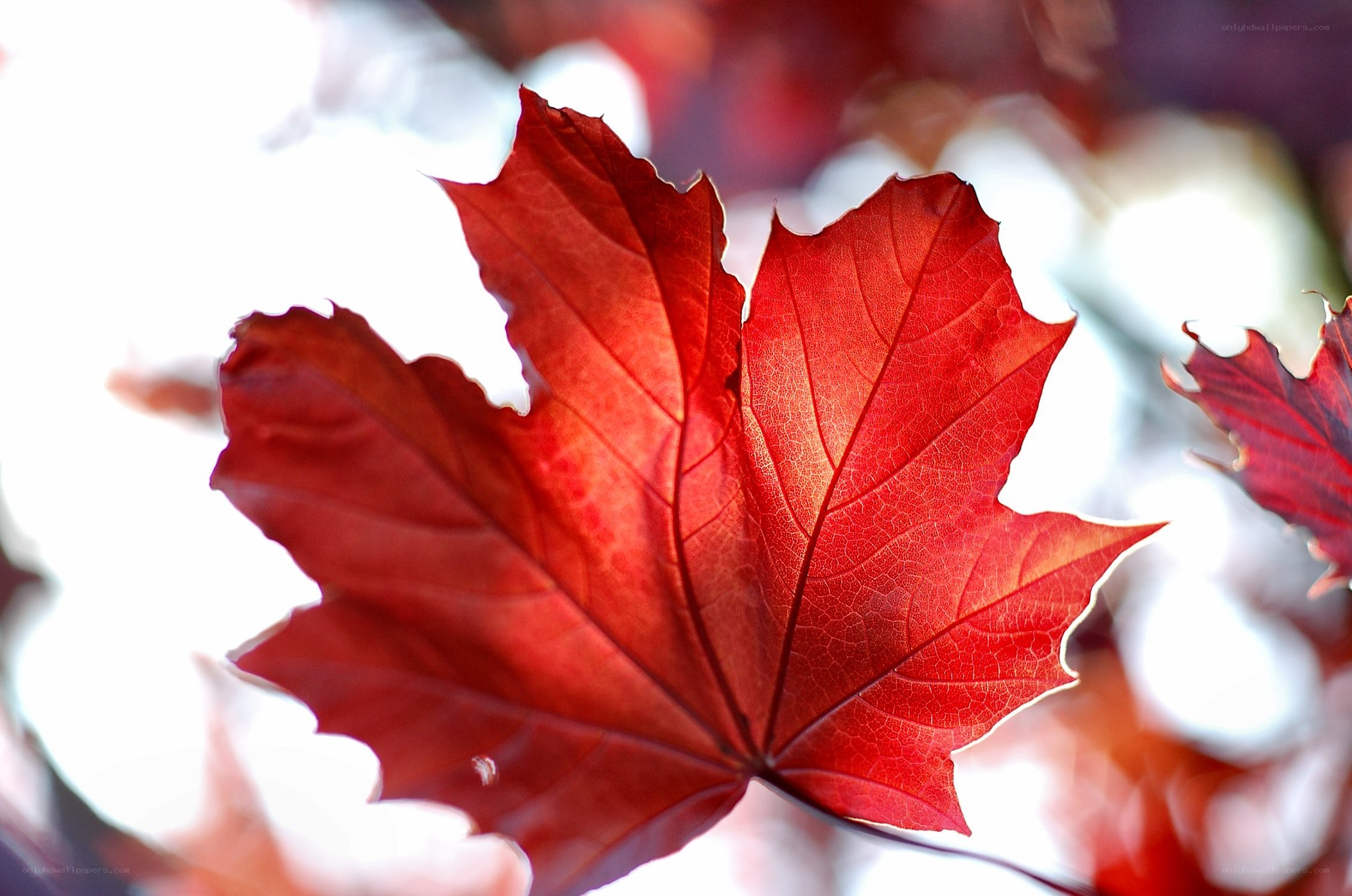 Red maple leaf in sunlight