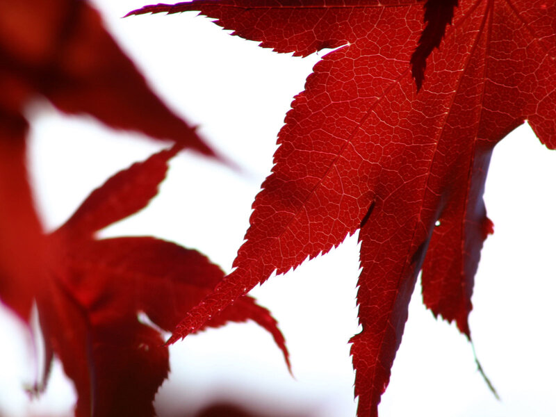 Red maple leaf in sunlight