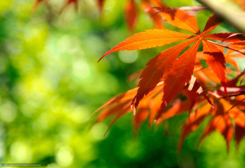 Red maple leaf in sunlight
