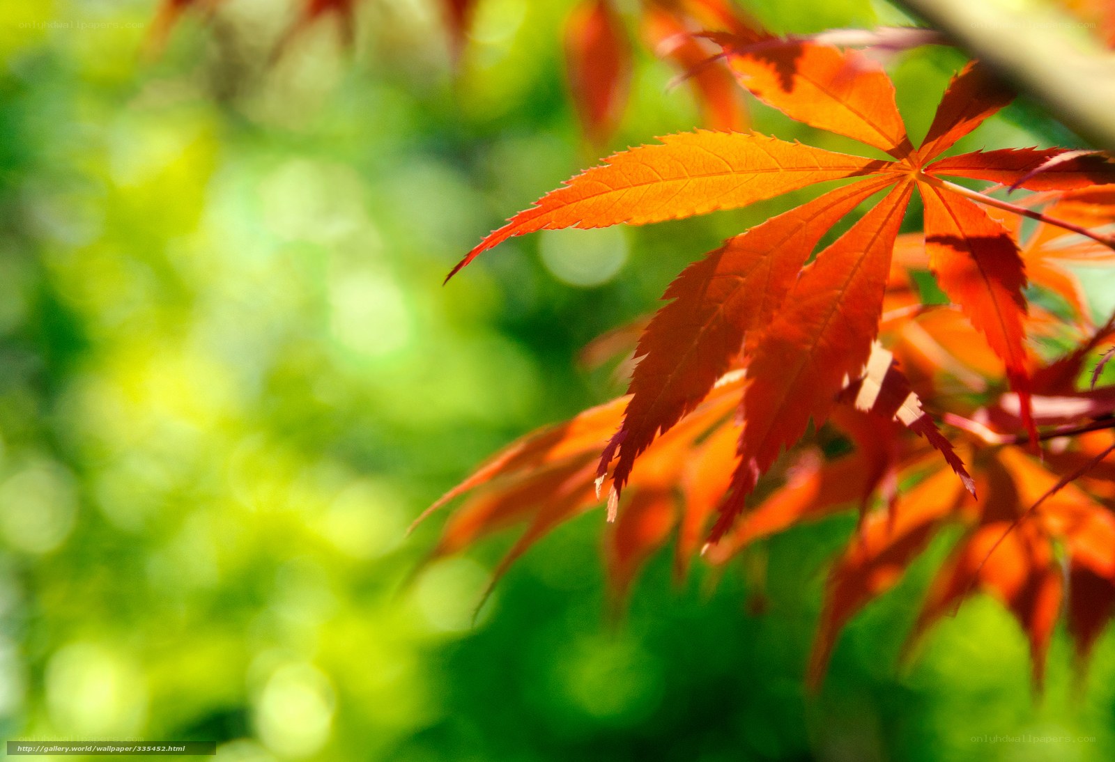 Red maple leaf in sunlight