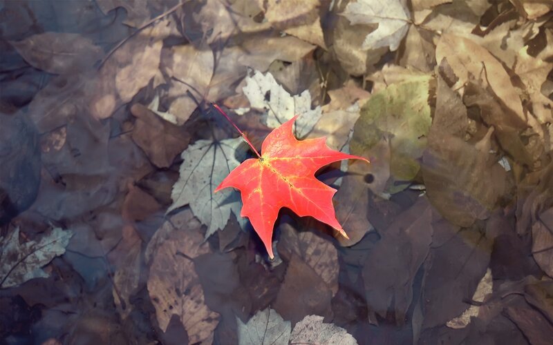 Red Maple Leaf in Water — Serene, Autumn