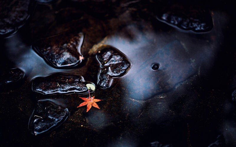 Red Maple Leaf in Water