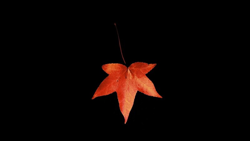 Red Maple Leaf — Minimalist