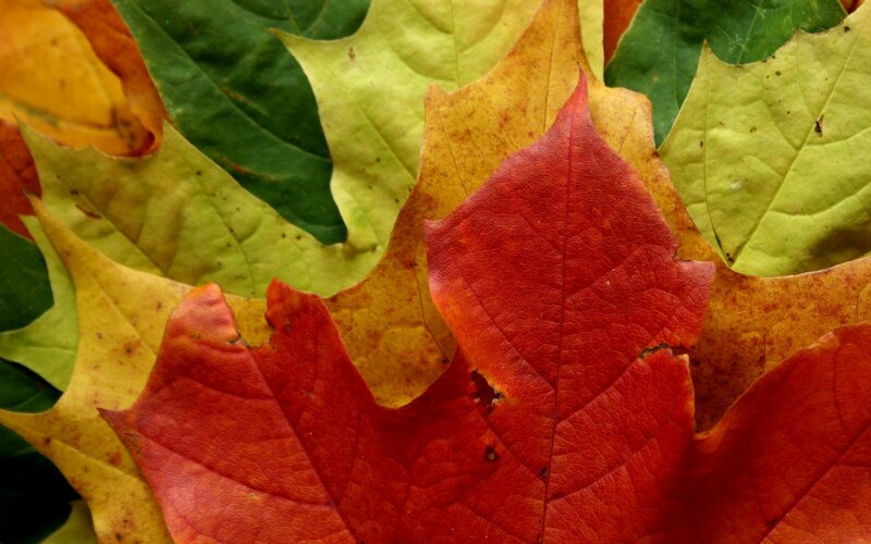 Red Maple Leaf — Natural, Autumn