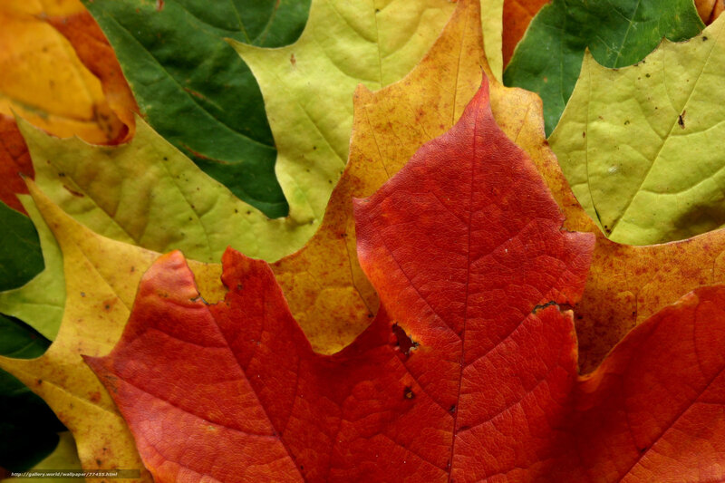 Red Maple Leaf — Natural