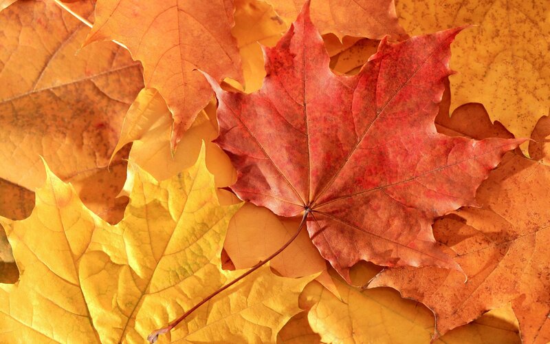Red Maple Leaf on Autumn Leaves — Calm, Photograph, Maple Leaf