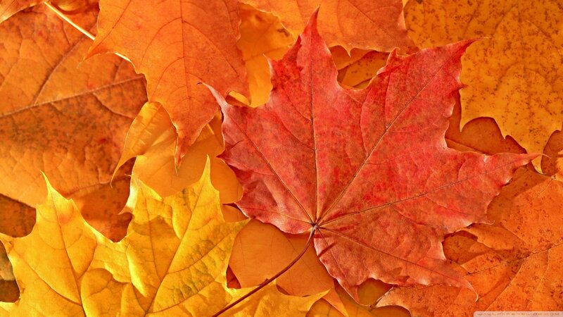 Red Maple Leaf on Autumn Leaves — Calm, Photograph