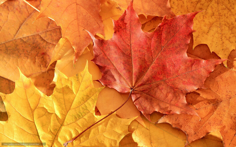 Red Maple Leaf on Autumn Leaves — Calm
