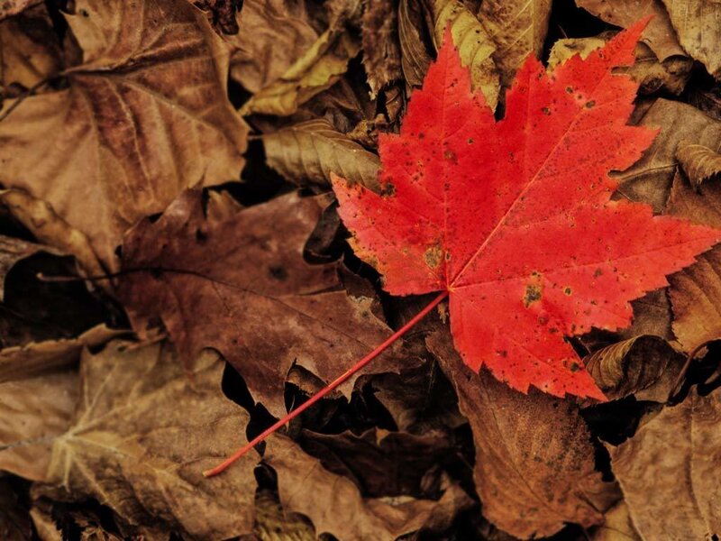 Red maple leaf on autumn leaves