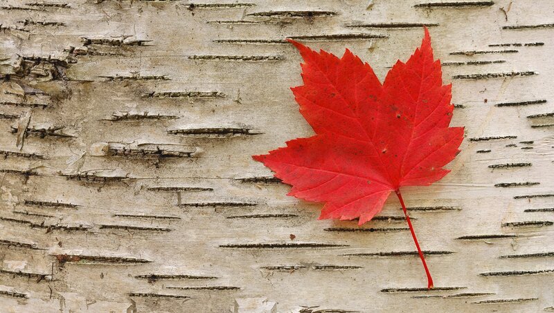 Red maple leaf on birch bark