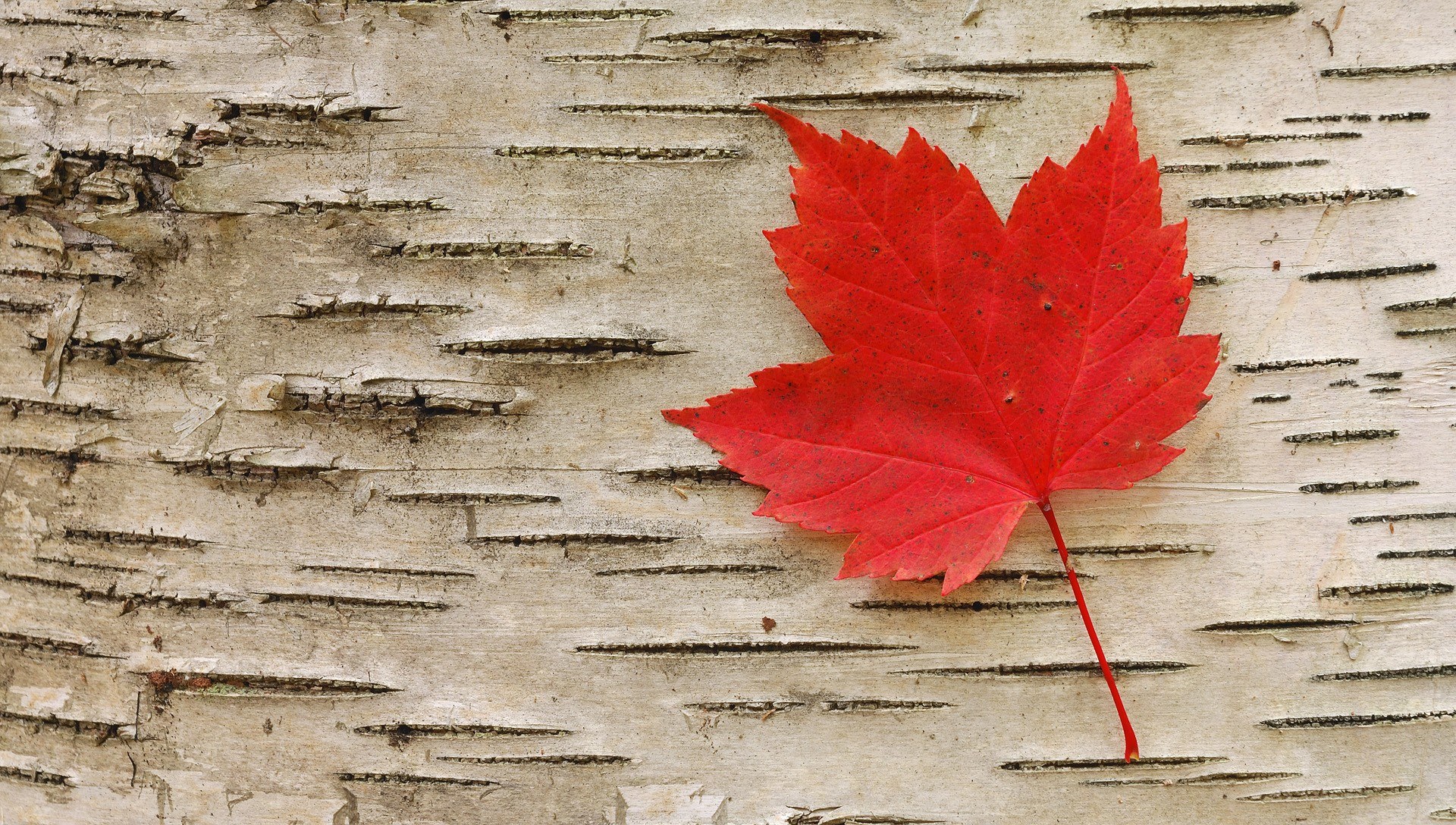 Red maple leaf on birch bark