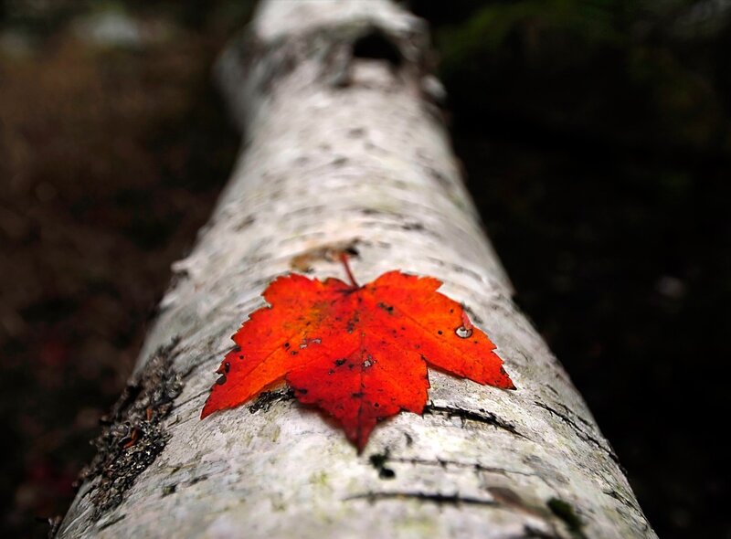 Red Maple Leaf on Birch