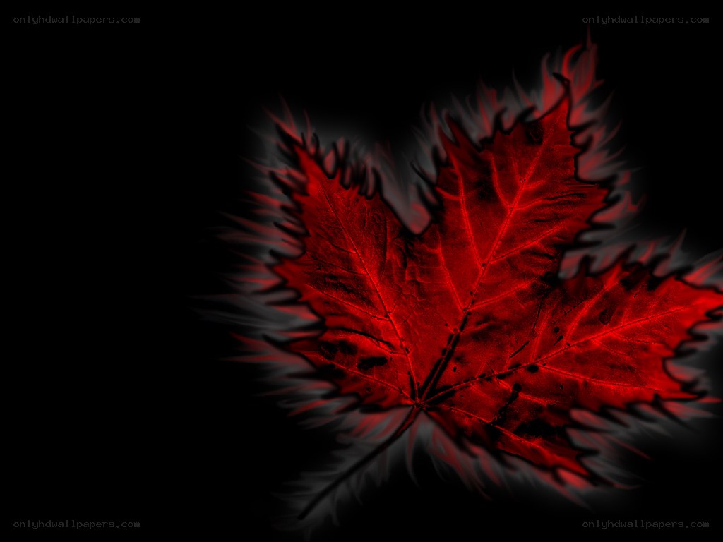 Red maple leaf on black