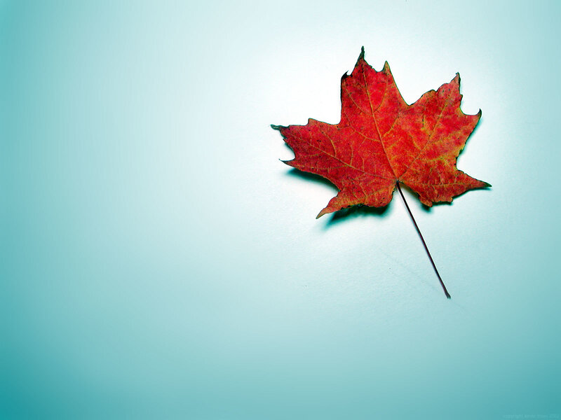 Red maple leaf on blue