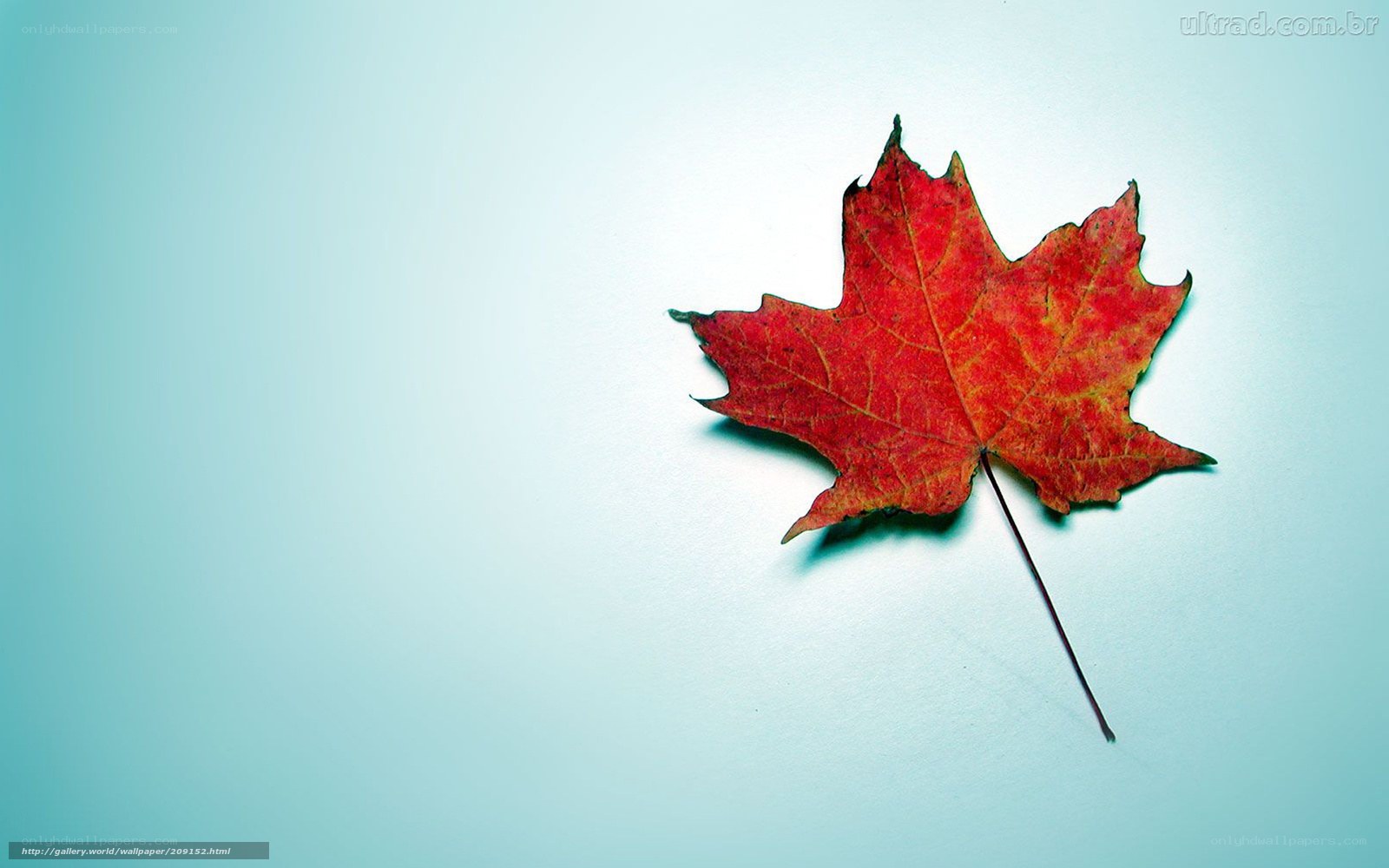 Red maple leaf on blue