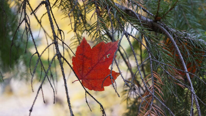 Red Maple Leaf on Branch — Calm