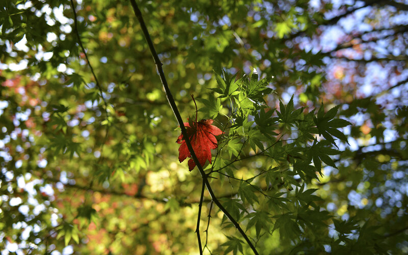 Red Maple Leaf on Branch — Green