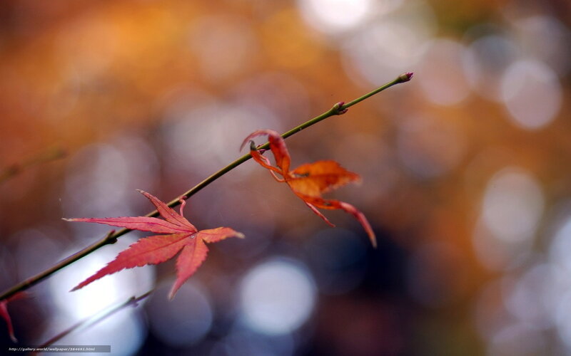 Red Maple Leaf on Branch — Serene, Autumn