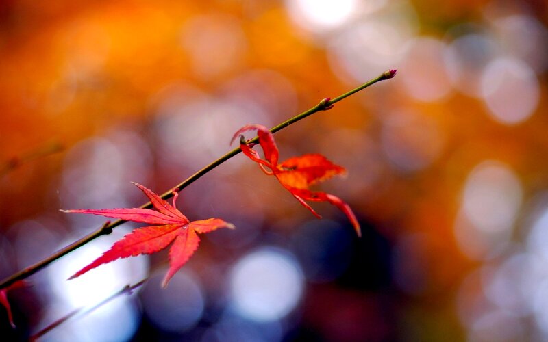 Red Maple Leaf on Branch — Serene