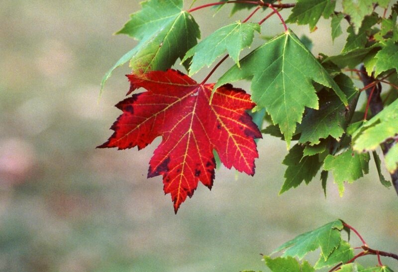 Red Maple Leaf on Branch