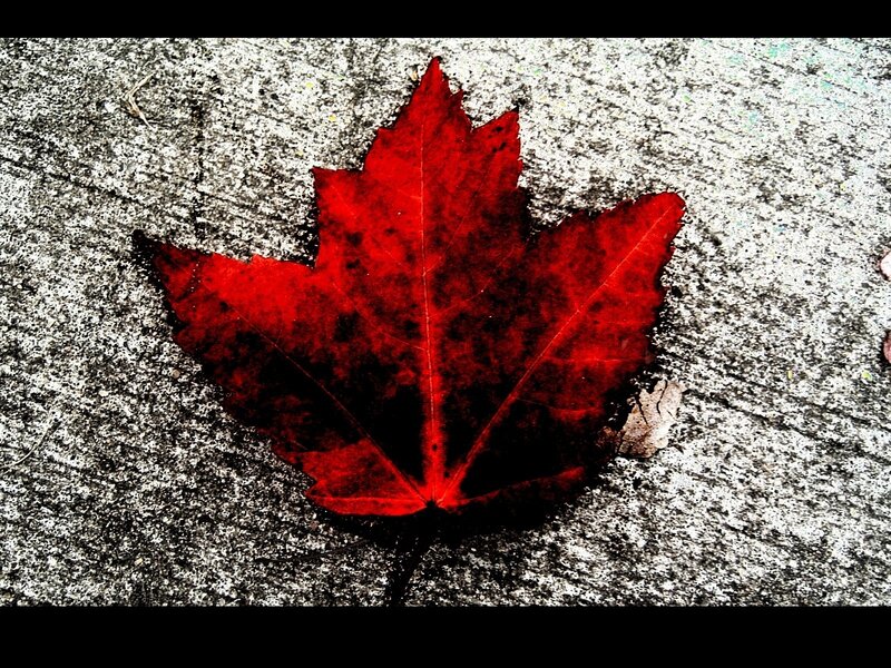 Red maple leaf on concrete
