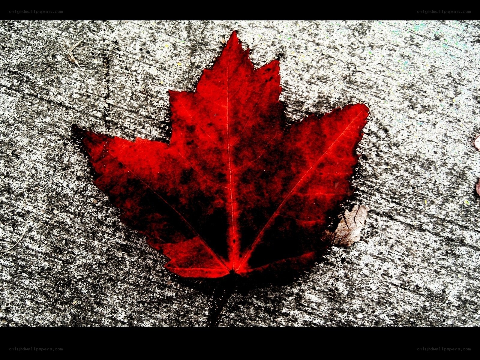 Red maple leaf on concrete